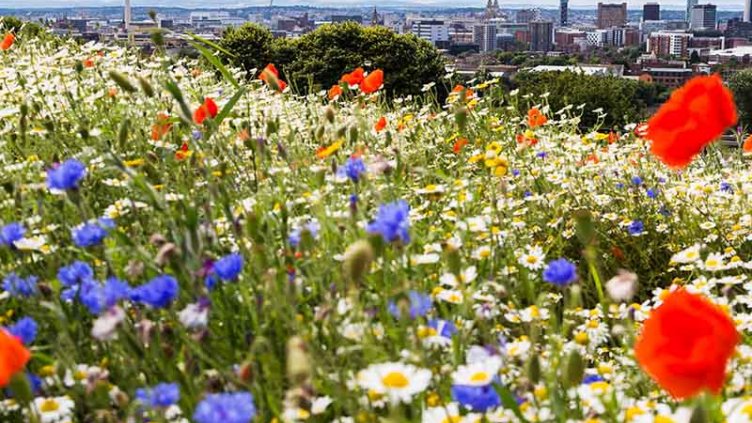 Flower garden in outer area of building